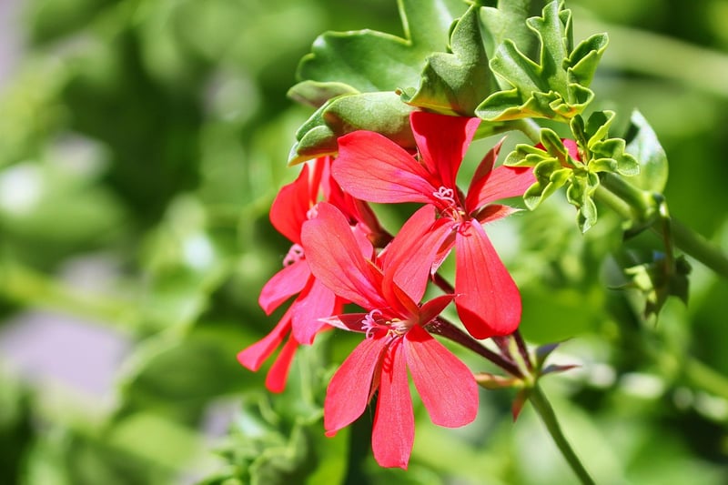 Balcony Botanicals