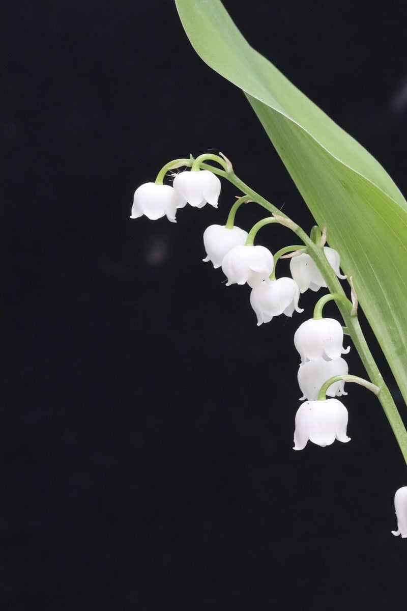 Floral Verticality