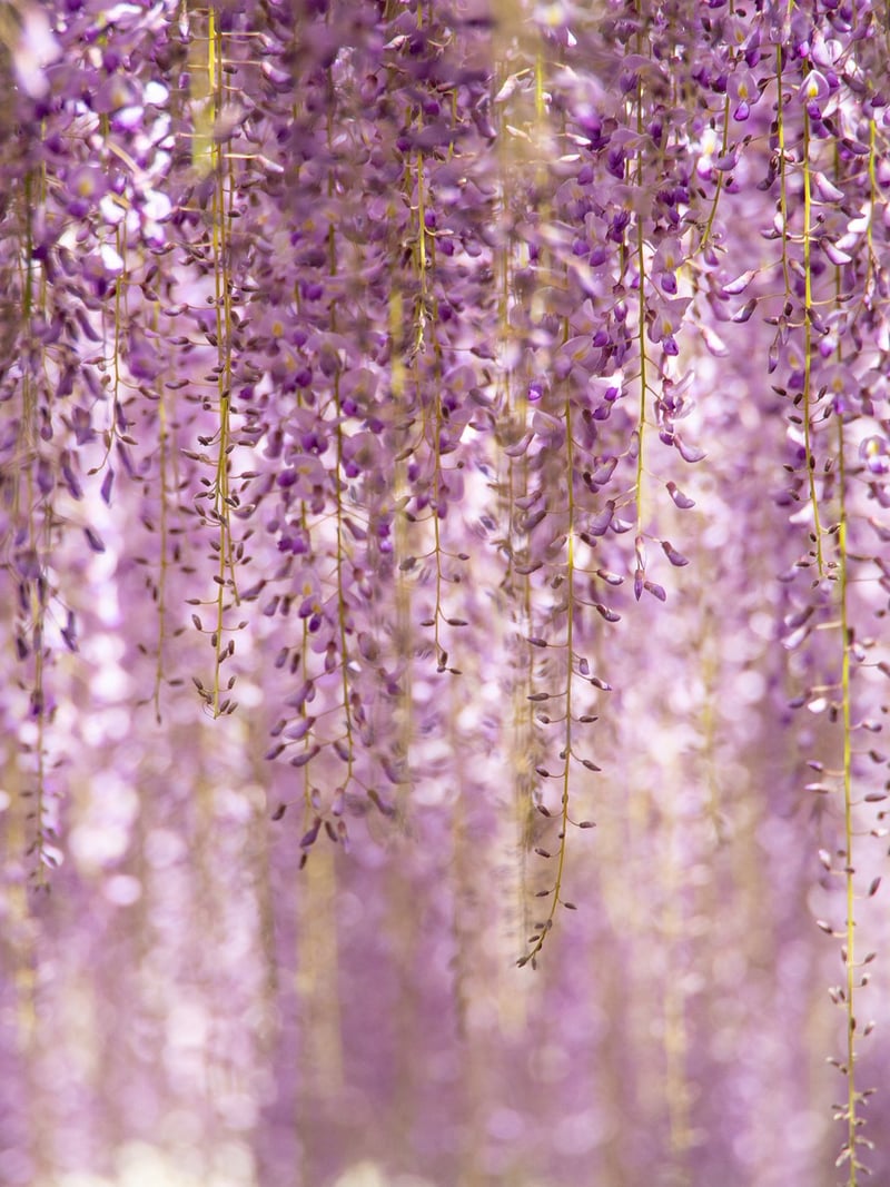 Hanging Vines