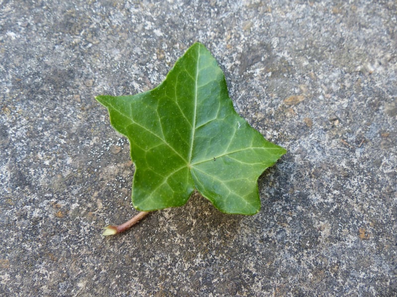 English Ivy